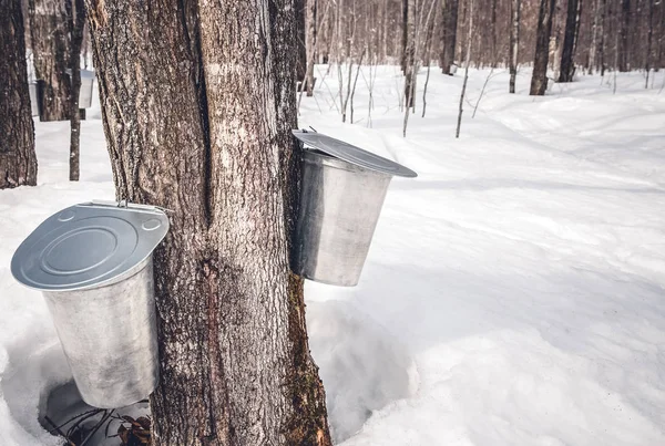 Verzamelen van sap van de bomen voor de productie van ahornsiroop — Stockfoto