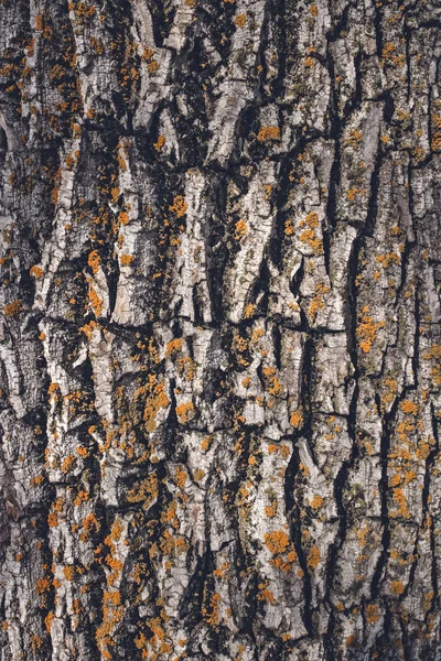 Textura de casca de árvore musgosa — Fotografia de Stock