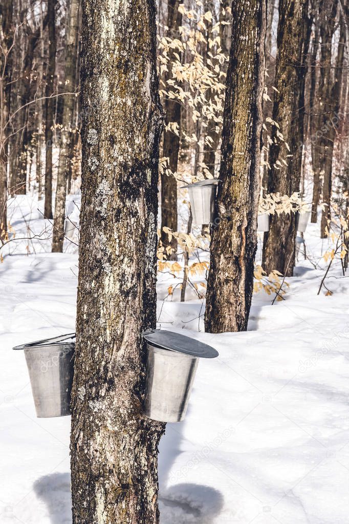 Spring forest during maple sap collection