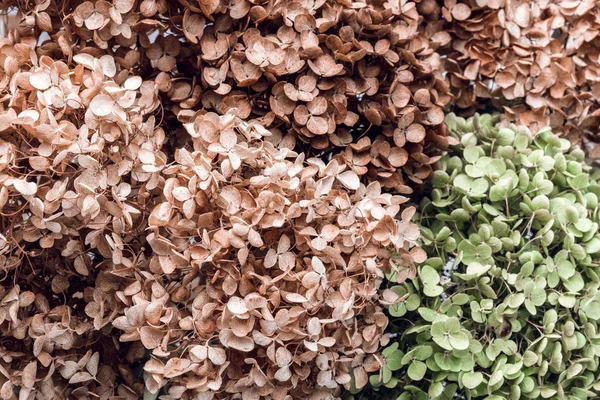Textura de gardenias secas — Foto de Stock
