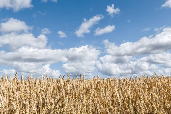 Złote pole pszenicy pod błękitnym niebem — Zdjęcie stockowe