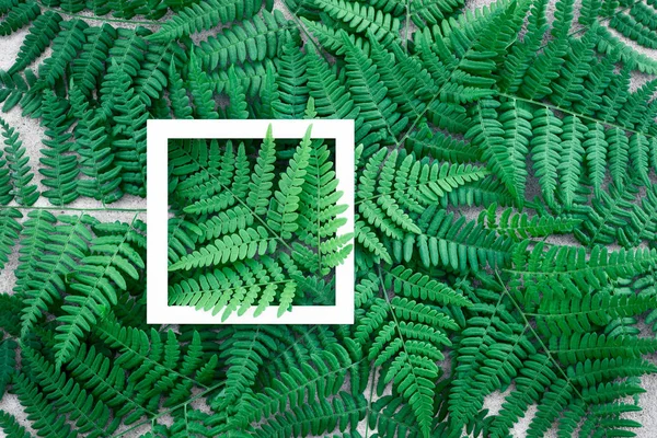 Koyu yeşil eğreltiotu yaprakları ve beyaz resim çerçevesi — Stok fotoğraf