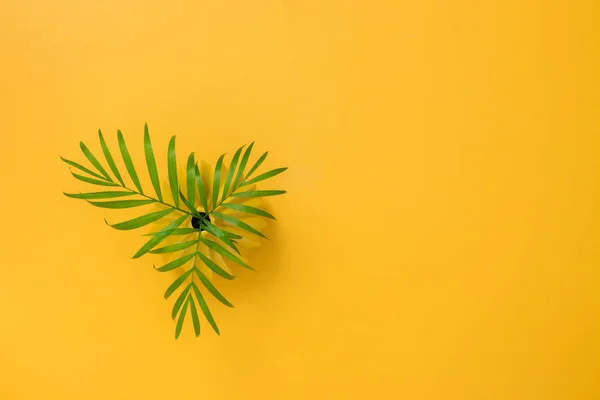 Hojas de palma en un jarrón sobre un alegre fondo amarillo — Foto de Stock