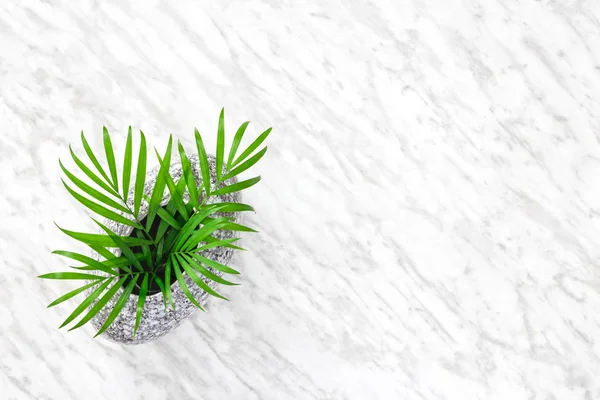 Salon palm bladeren in een vaas graniet op marmeren achtergrond — Stockfoto