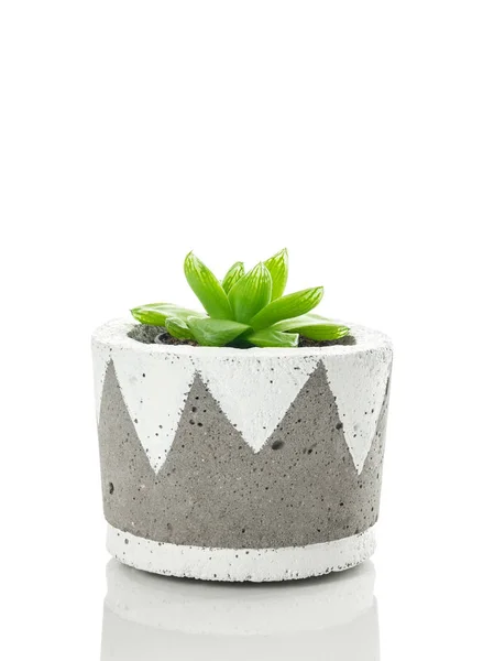 El yapımı bir beton tencerede yeşil etli bitki — Stok fotoğraf