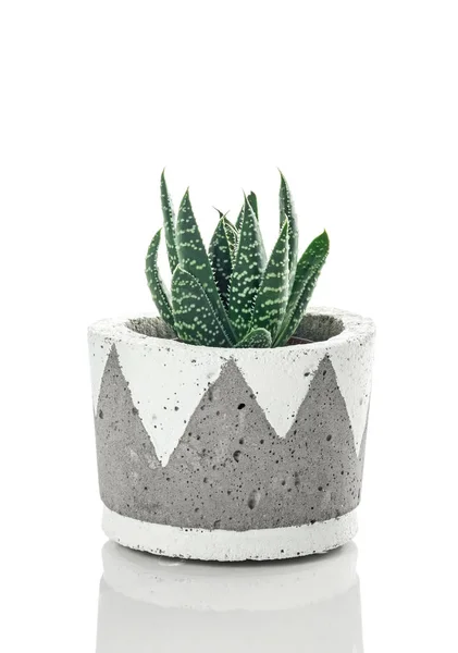 Gestippelde aloë plant in een handgemaakte concrete pot — Stockfoto