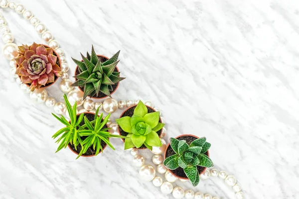 Plantas suculentas y collar de perlas — Foto de Stock