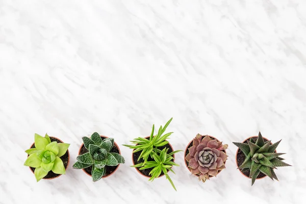 Fila de mini plantas suculentas na superfície de mármore — Fotografia de Stock