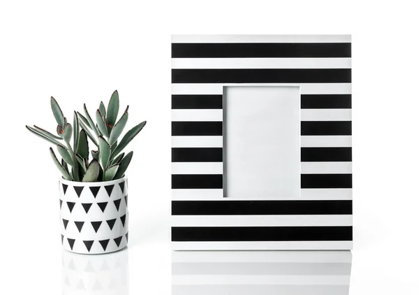 Panda plant and stylish striped picture frame — Stock Photo, Image