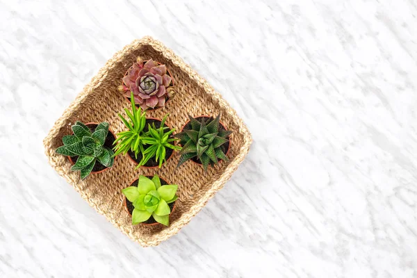 Plantes succulentes dans un panier sur fond de marbre — Photo