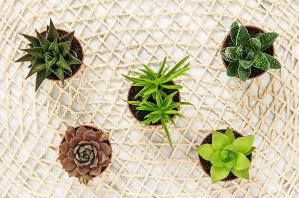 Mini succulent plants on natural mesh background — Stock Photo, Image
