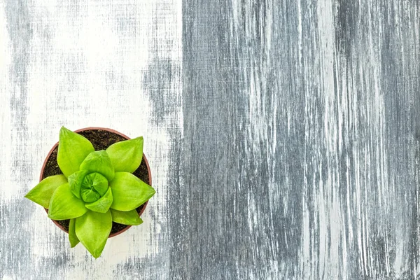 Green succulent plant on gray painted canvas — Stock Photo, Image