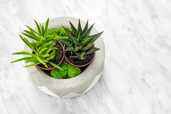 Handgemaakte betonnen plantenbak met vetplanten en moss — Stockfoto