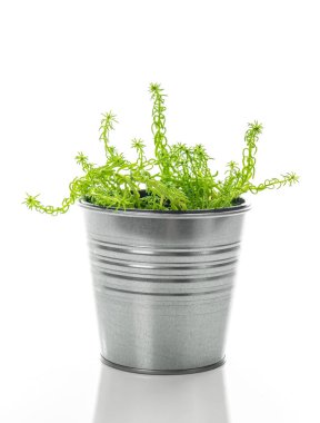 Sedum succulent plant in a metal pot clipart