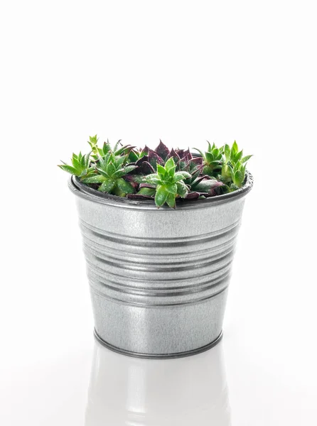 Kippen en kuikens succulente installatie in een metalen pot — Stockfoto