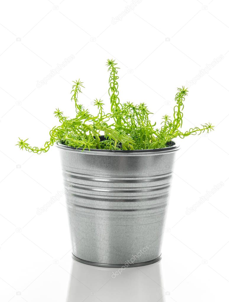 Sedum succulent plant in a metal pot