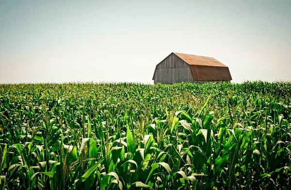 Oude houten schuur in de Cornfield — Stockfoto