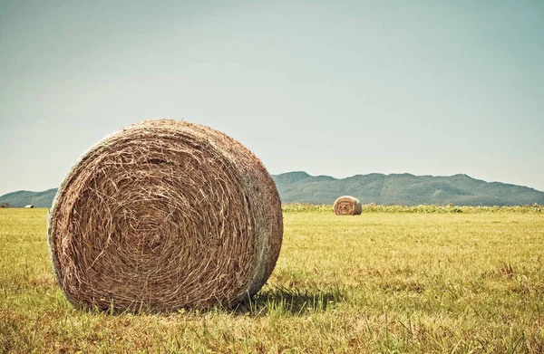 Bale of hay in the sunny field — Stock Photo, Image