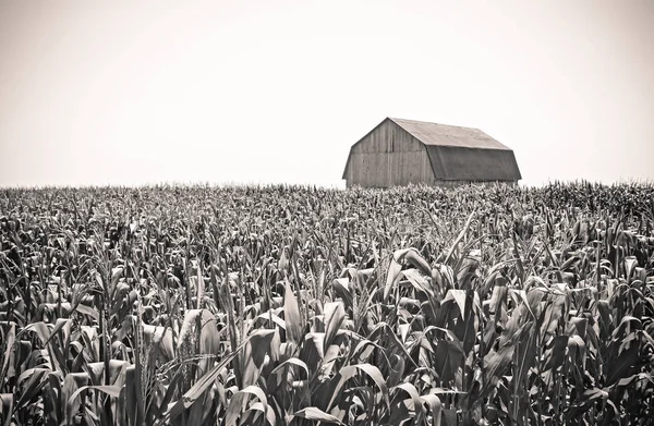 Retro image of a barn in the cornfield — Stock Photo, Image