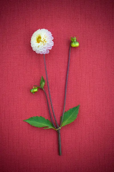 Dahlia putih pada latar belakang kanvas merah — Stok Foto