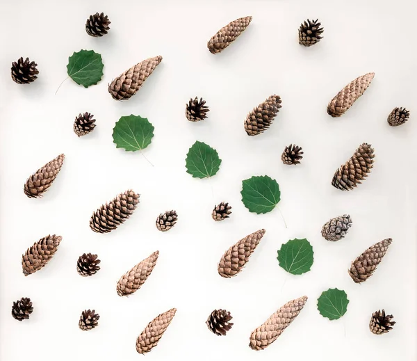Conos de abeto y hojas verdes planas —  Fotos de Stock