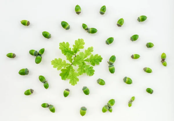 Green oak leaves and acorns on white background — Stock Photo, Image