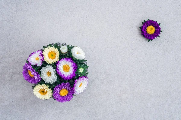 Bouquet di astri su sfondo di cemento — Foto Stock