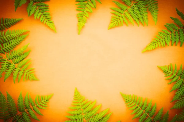 明るいオレンジ色の背景に緑のシダフレーム — ストック写真