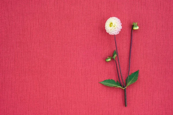 Dalia bianca su tela rosa brillante con spazio copia — Foto Stock