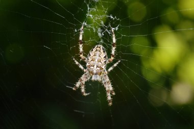 örümcek web, yeşil arka planda