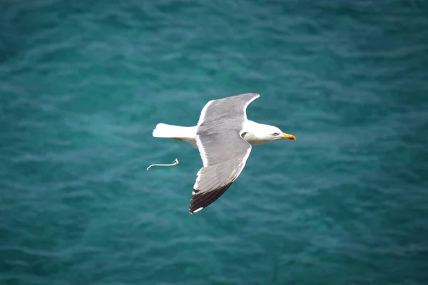 Flying Seagull Sea Call Nature — Stock Photo, Image