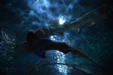Akvaryum deniz altında köpekbalığı