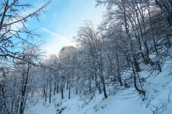 Зимнее дерево в снегу . — стоковое фото