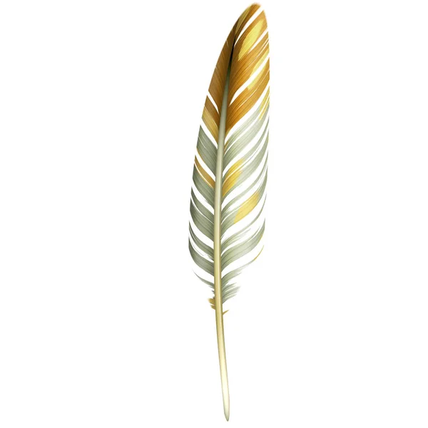Bird Feather Isolated White Royalty Free Stock Images