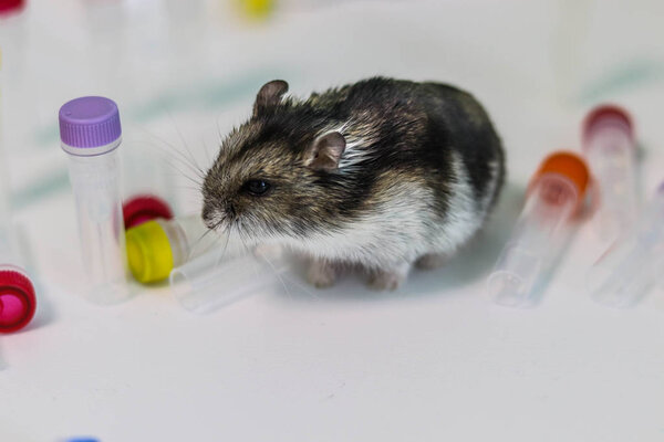 Laboratory hamster sitting on the background of reagents