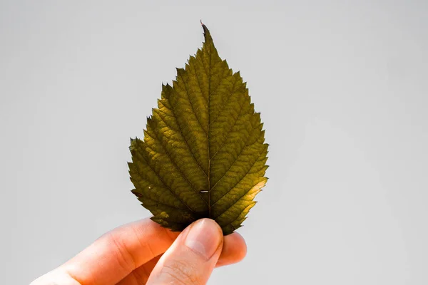 Beyaz arka plan üzerinde elinde yaprak 