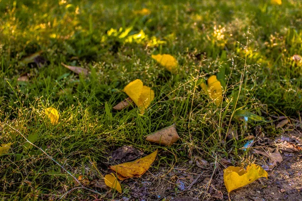 Burada ve sonbahar geldi 