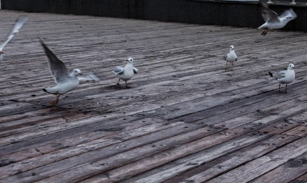 Seagulls Floor Ready Take — Stock Photo, Image