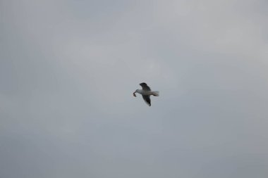 Martılar gökyüzünde uçuyor