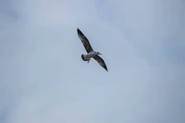 空を飛ぶカモメ — ストック写真