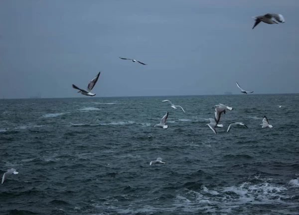 Seagulls Flying Sky — Stock Photo, Image