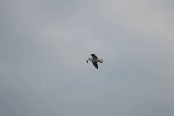 Martılar gökyüzünde uçuyor