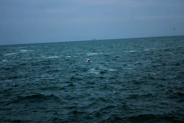 Martılar gökyüzünde uçuyor