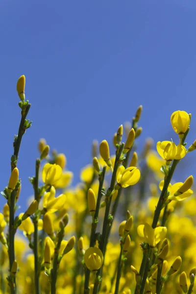 Flores amarelas e céu azul — Fotografia de Stock