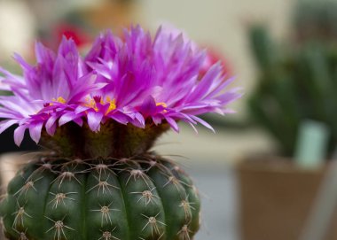 Yuvarlak kaktüs whit pembe çiçekler