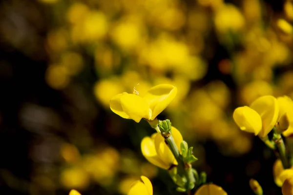 Flor amarelo isolado . — Fotografia de Stock