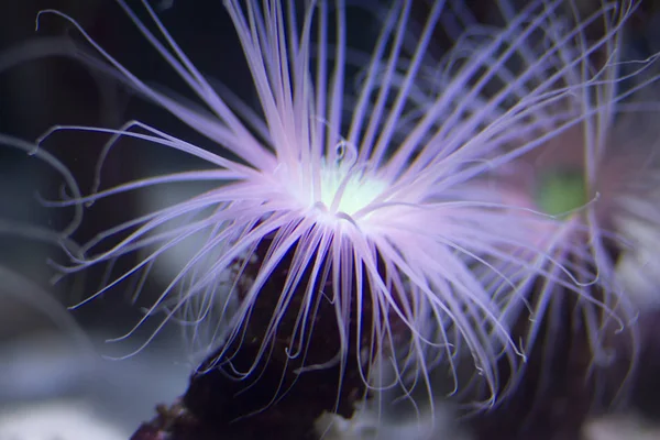 anemone fluorescence light sea