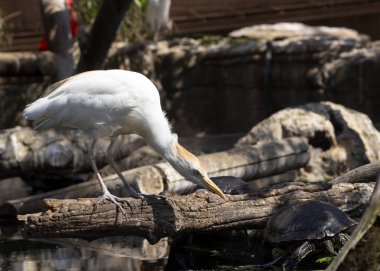 Egret kaplumbağa bakar