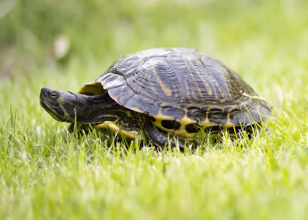 Turtle portrait on grass — Stock Photo, Image