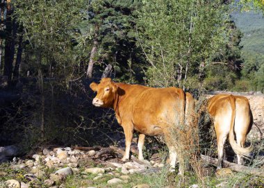 İki inek tarlada hafif filizler yiyor.